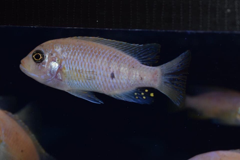 Maylandia pyrsonotos 'Nakantenga Island'